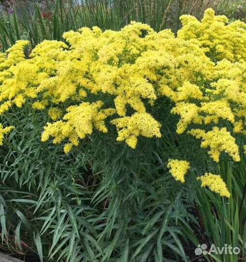 Золотарник (Северная Мимоза)