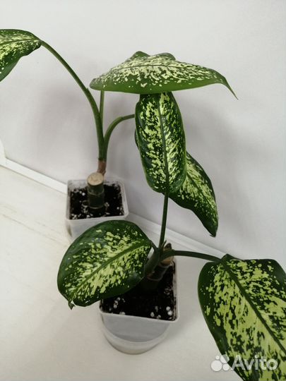 Диффенбахия Пикта