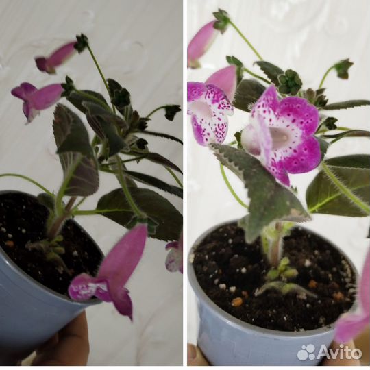 Комнатные растения