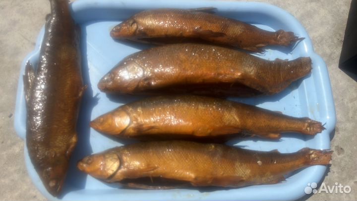 Рыба горячего копчения