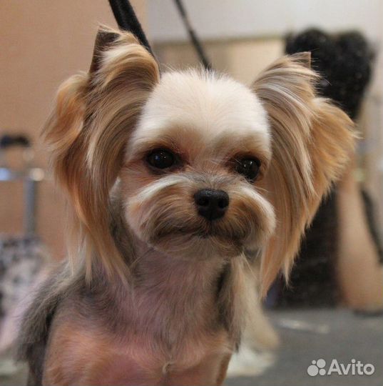 Ищем модель на стрижку