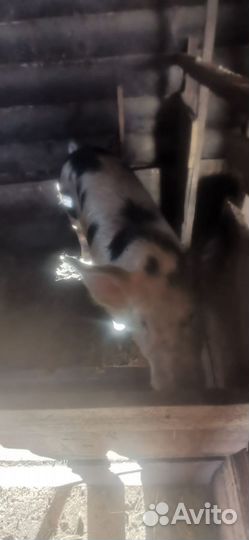 Боров на племя или на мясо