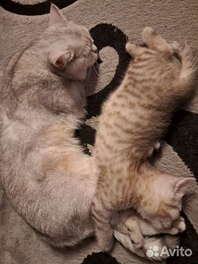 Шотландские котята