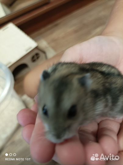 Джунгарский хомячонок с переноской пакетиком корма