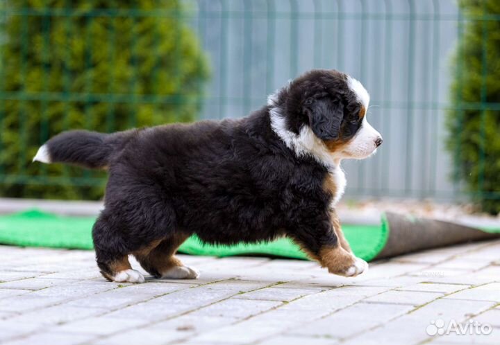 Бернский зенненхунд