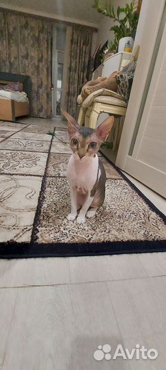 Кошка сфинкс