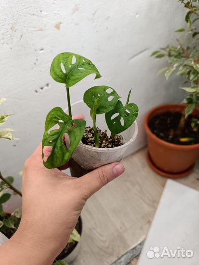 Монстера Адансона