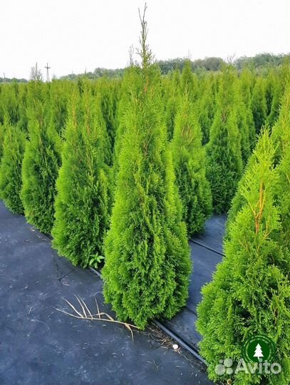Туя взрослая. Доставка