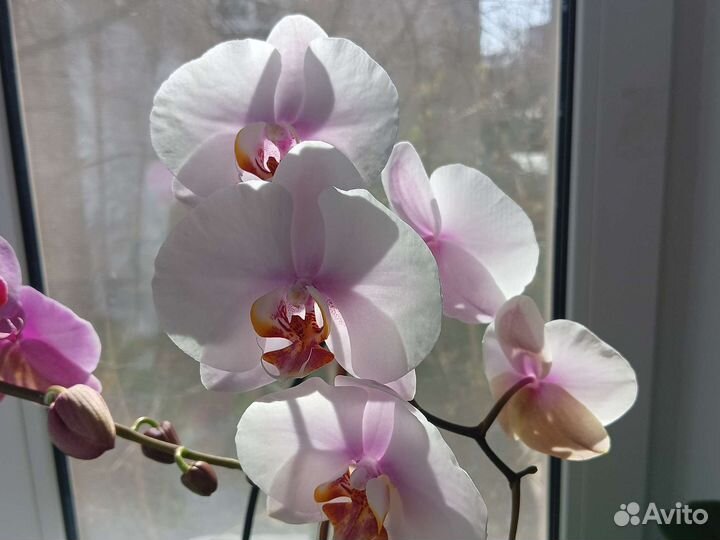 Орхидея фаленопсис