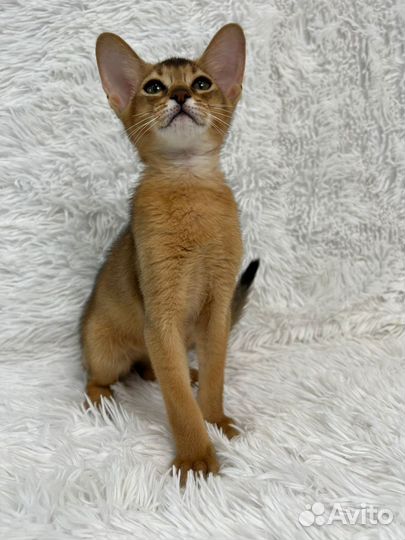 Абиссинский котик
