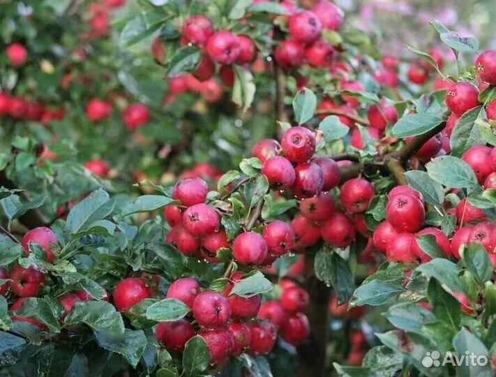 Яблоки антоновка