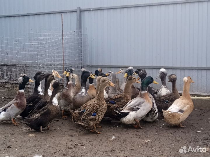 Утки хохлатые