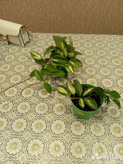 Хойя карноза триколор