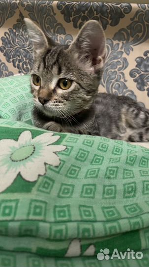 Котенок в добрые руки
