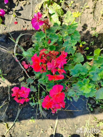 Пеларгонии сортовые