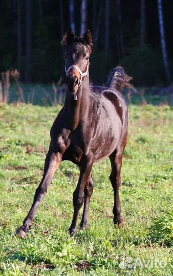 Кобылка квпн (1 год)