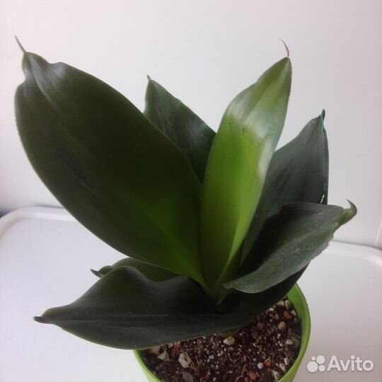 Сансевиерия Ханни Блэк Джейд Черный нефрит