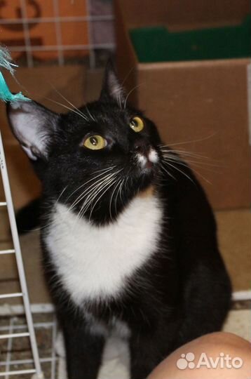 Котик Эрик - воин Фип. Приют