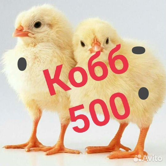 Бройлер Кобб-500,Кобб-700