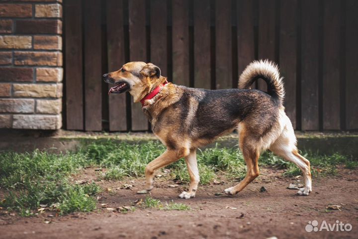 Мира. Собака в добрые руки