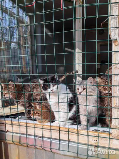 Кошки из приюта бесплатно