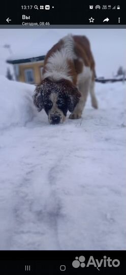 Щенки сенбернара