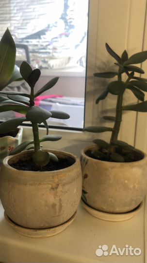 Алоэ, толстянка