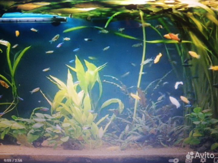 Аквариум