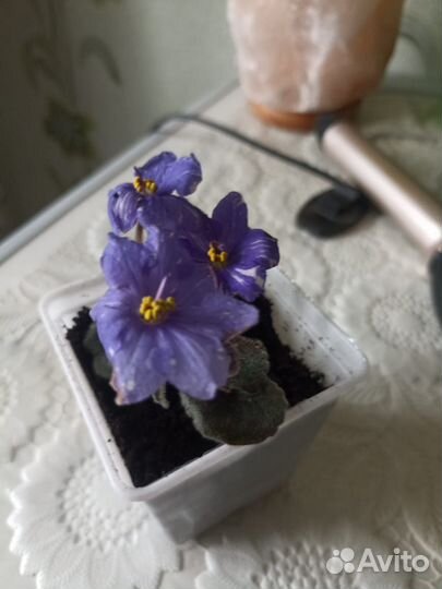 Фиалка в горшках