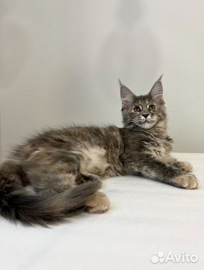 Котенок мейн кун