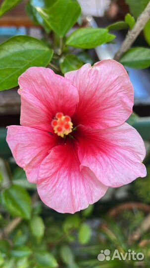 Гибискус древовидный