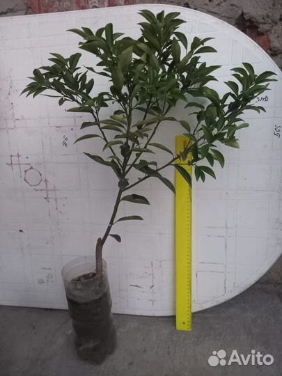 Цитрусовые растения