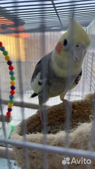 Попугай корелла говорящий