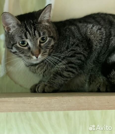 Кошечка Келли очень хочет домой