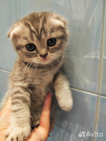 Шотландские кошечки
