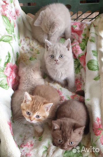 Британские котята. Циннамон, лиловые