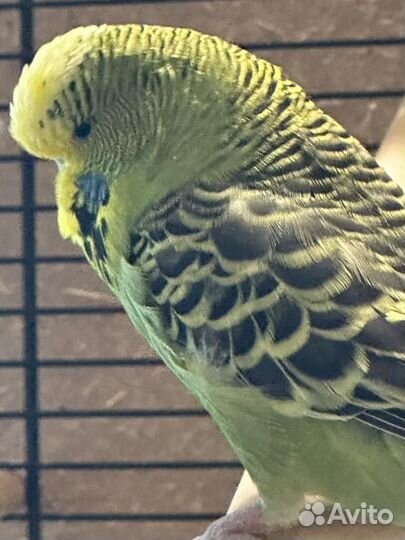 Попугаи ввп чехи