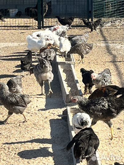 Куры несушки 3-5,5 месячные