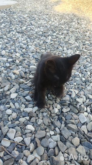 Кот