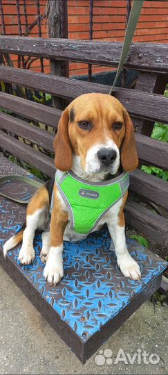 Щенок бигль бронь