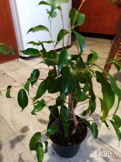 Герань и каланхое. Лимон.Фикус бенджамино