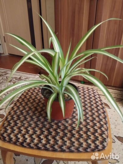 Хлорофитум