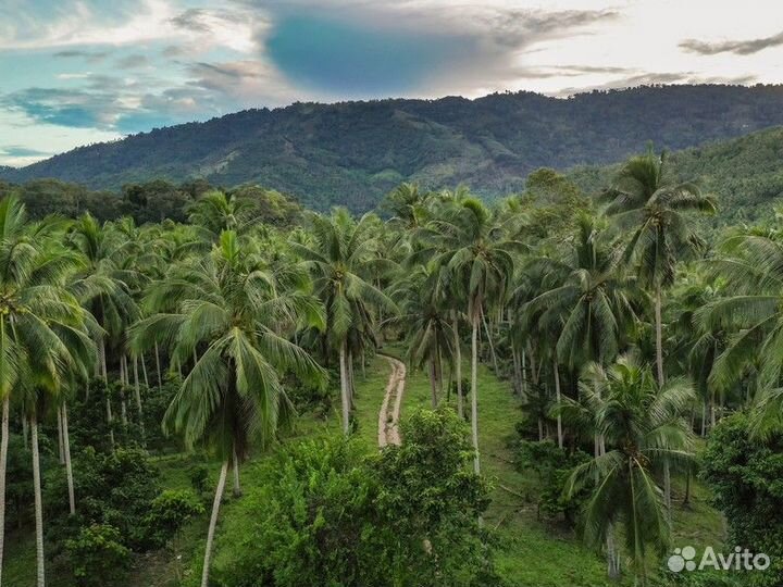 Экскурсия — Самуи — Рай В Сиамском Заливе