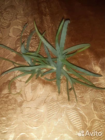 Алоэ лечебный