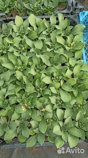 Рассада цветов