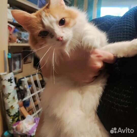 Кошкам очень нужен дом