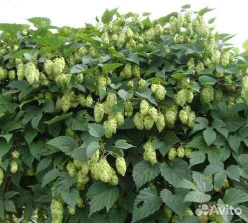Хмель саженцы