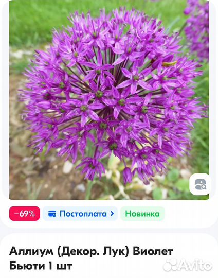 Луковицы аллиума