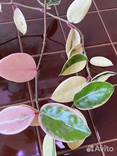 Хойя Кримсон Квин (Krimson Queen) срезка черенка