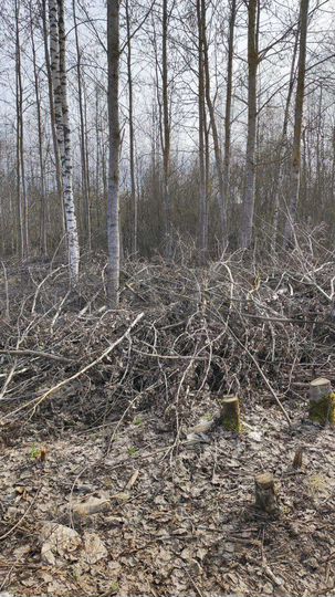 Участок 25 сот. (ИЖС)